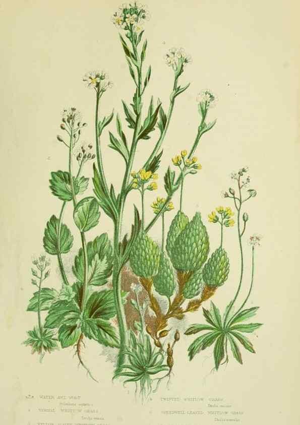 Reproducción/Reproduction 8512576251: The flowering plants, grasses, sedges, & ferns of Great Britain. London,F. Warne,1905.
