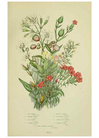 Reproducción/Reproduction 8512593343: The flowering plants, grasses, sedges, & ferns of Great Britain. London,F. Warne,1905.