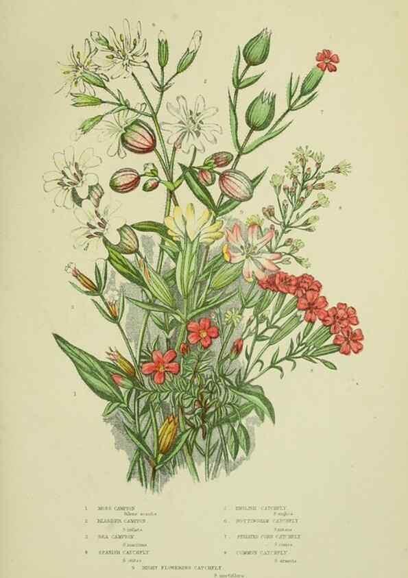 Reproducción/Reproduction 8512593343: The flowering plants, grasses, sedges, & ferns of Great Britain. London,F. Warne,1905.