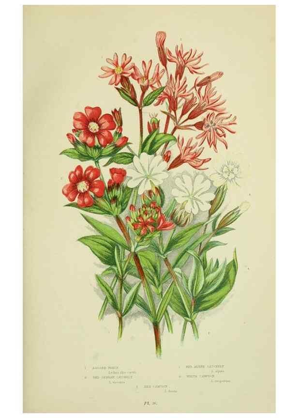Reproducción/Reproduction 8513705396: The flowering plants, grasses, sedges, & ferns of Great Britain. London,F. Warne,1905.