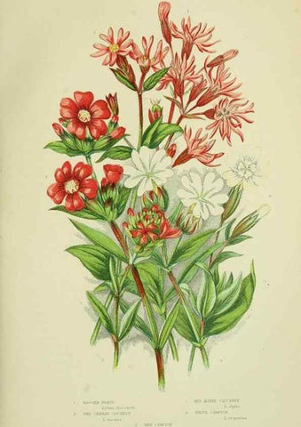 Reproducción/Reproduction 8513705396: The flowering plants, grasses, sedges, & ferns of Great Britain. London,F. Warne,1905.