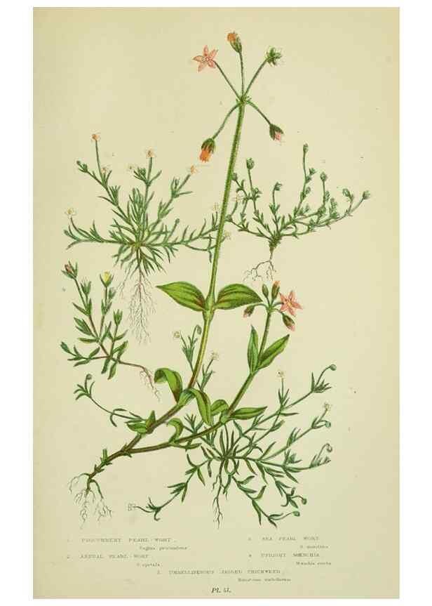 Reproducción/Reproduction 8513705992: The flowering plants, grasses, sedges, & ferns of Great Britain. London,F. Warne,1905.