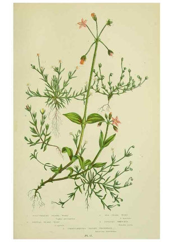 Reproducción/Reproduction 8513705992: The flowering plants, grasses, sedges, & ferns of Great Britain. London,F. Warne,1905.
