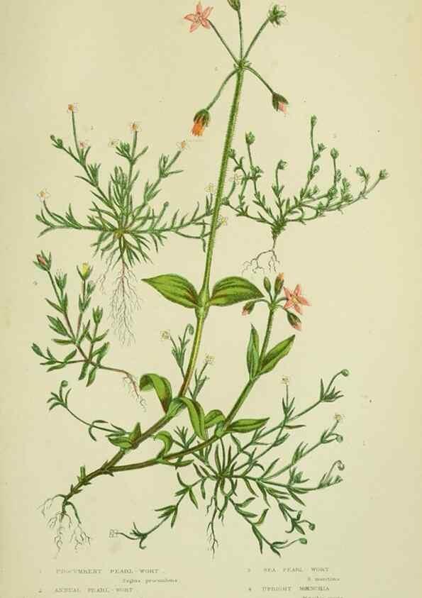 Reproducción/Reproduction 8513705992: The flowering plants, grasses, sedges, & ferns of Great Britain. London,F. Warne,1905.