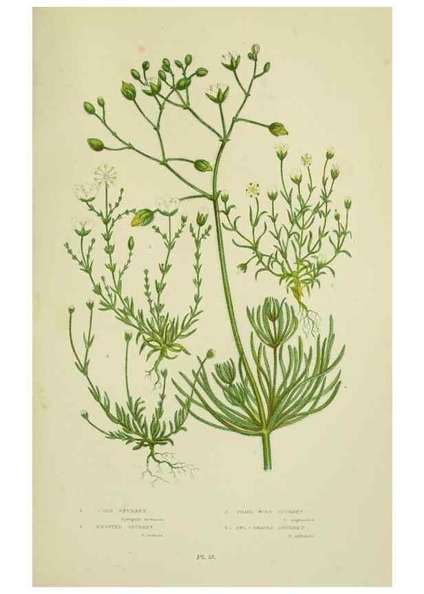 Reproducción/Reproduction 8512595821: The flowering plants, grasses, sedges, & ferns of Great Britain. London,F. Warne,1905.