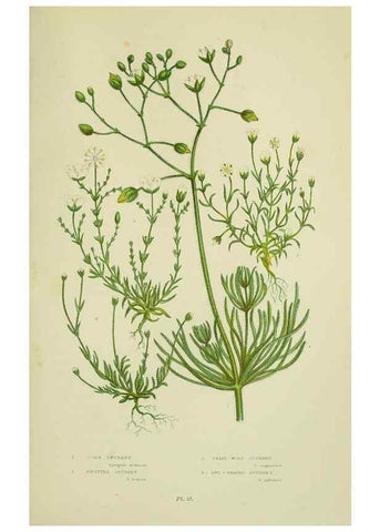 Reproducción/Reproduction 8512595821: The flowering plants, grasses, sedges, & ferns of Great Britain. London,F. Warne,1905.