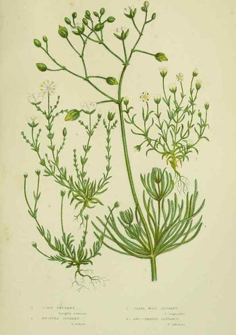 Reproducción/Reproduction 8512595821: The flowering plants, grasses, sedges, & ferns of Great Britain. London,F. Warne,1905.
