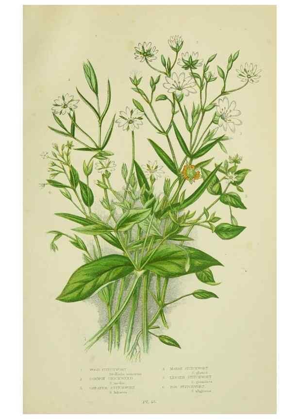 Reproducción/Reproduction 8513707234: The flowering plants, grasses, sedges, & ferns of Great Britain. London,F. Warne,1905.
