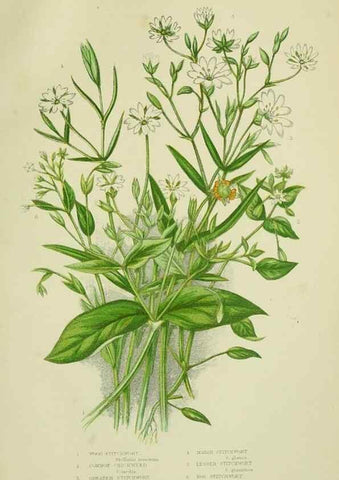 Reproducción/Reproduction 8513707234: The flowering plants, grasses, sedges, & ferns of Great Britain. London,F. Warne,1905.