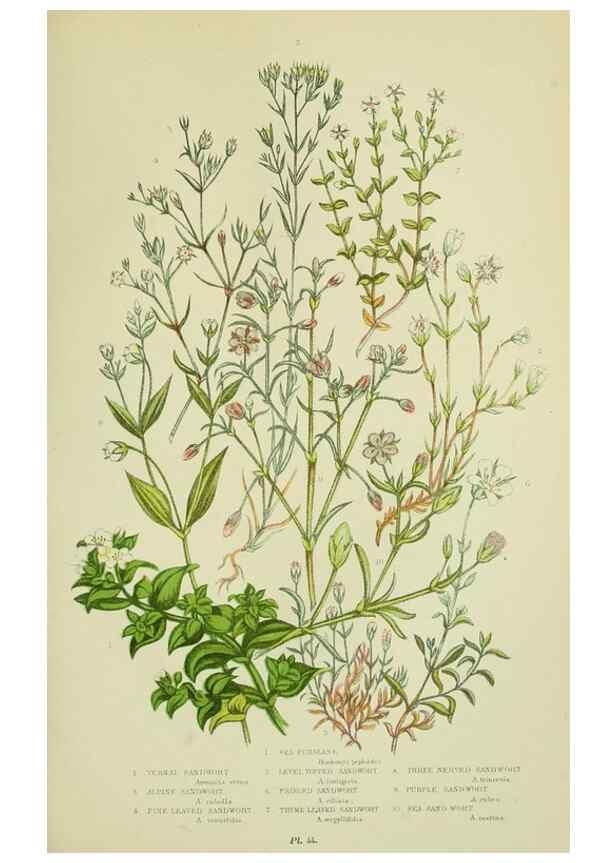 Reproducción/Reproduction 8512597351: The flowering plants, grasses, sedges, & ferns of Great Britain. London,F. Warne,1905.