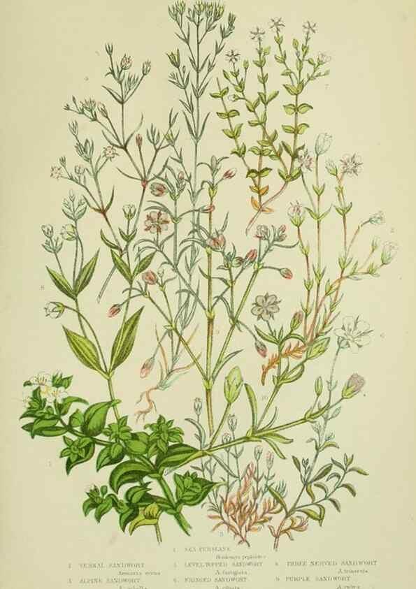 Reproducción/Reproduction 8512597351: The flowering plants, grasses, sedges, & ferns of Great Britain. London,F. Warne,1905.
