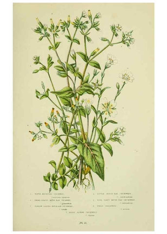 Reproducción/Reproduction 8512598123: The flowering plants, grasses, sedges, & ferns of Great Britain. London,F. Warne,1905.