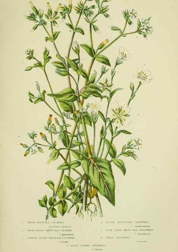 Reproducción/Reproduction 8512598123: The flowering plants, grasses, sedges, & ferns of Great Britain. London,F. Warne,1905.