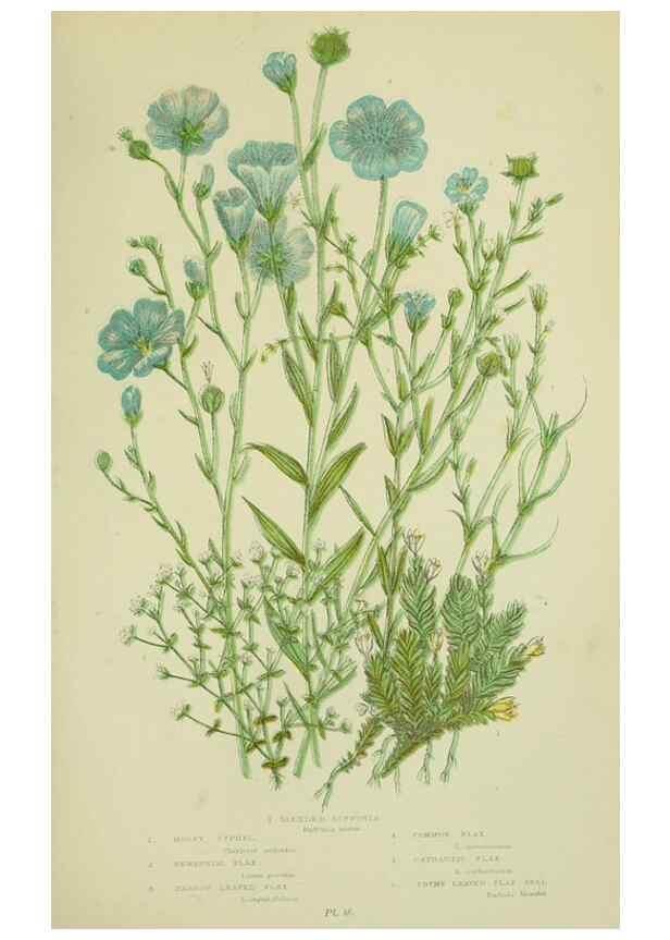 Reproducción/Reproduction 8512598703: The flowering plants, grasses, sedges, & ferns of Great Britain. London,F. Warne,1905.