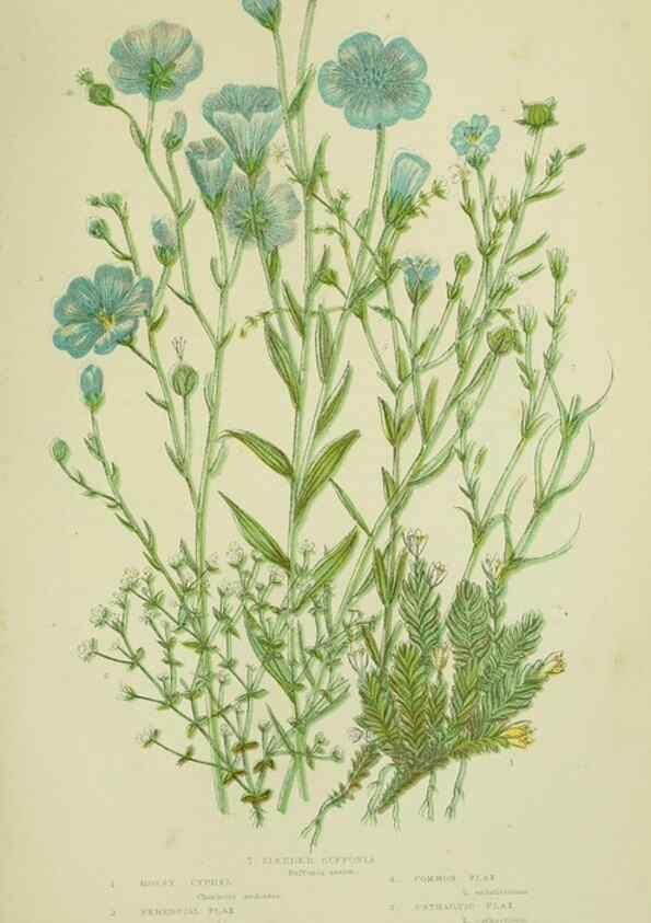 Reproducción/Reproduction 8512598703: The flowering plants, grasses, sedges, & ferns of Great Britain. London,F. Warne,1905.