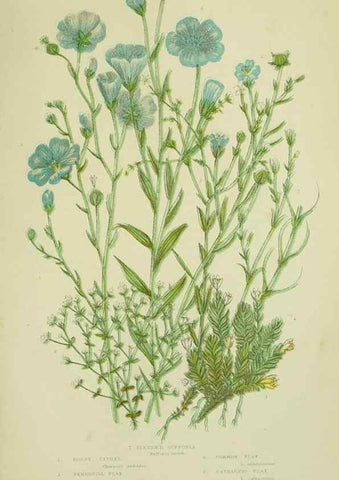Reproducción/Reproduction 8512598703: The flowering plants, grasses, sedges, & ferns of Great Britain. London,F. Warne,1905.