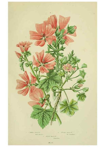Reproducción/Reproduction 8513709994: The flowering plants, grasses, sedges, & ferns of Great Britain. London,F. Warne,1905.