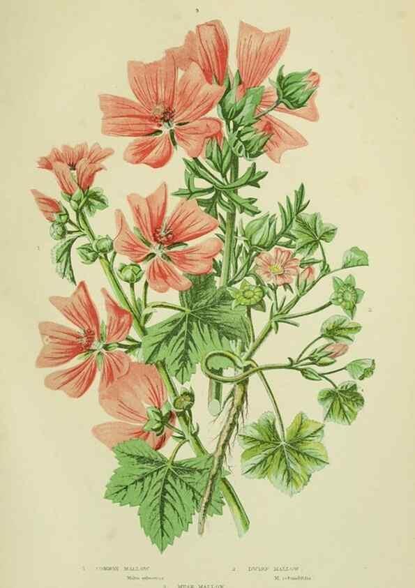 Reproducción/Reproduction 8513709994: The flowering plants, grasses, sedges, & ferns of Great Britain. London,F. Warne,1905.