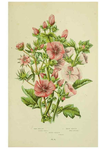 Reproducción/Reproduction 8512600203: The flowering plants, grasses, sedges, & ferns of Great Britain. London,F. Warne,1905.