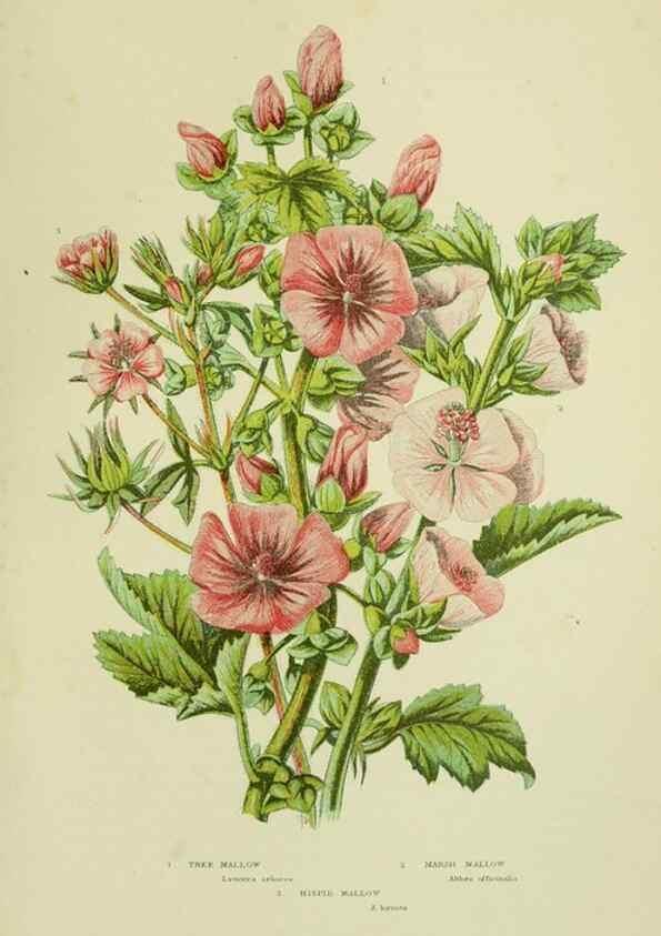 Reproducción/Reproduction 8512600203: The flowering plants, grasses, sedges, & ferns of Great Britain. London,F. Warne,1905.