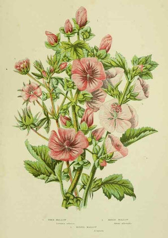 Reproducción/Reproduction 8512600203: The flowering plants, grasses, sedges, & ferns of Great Britain. London,F. Warne,1905.