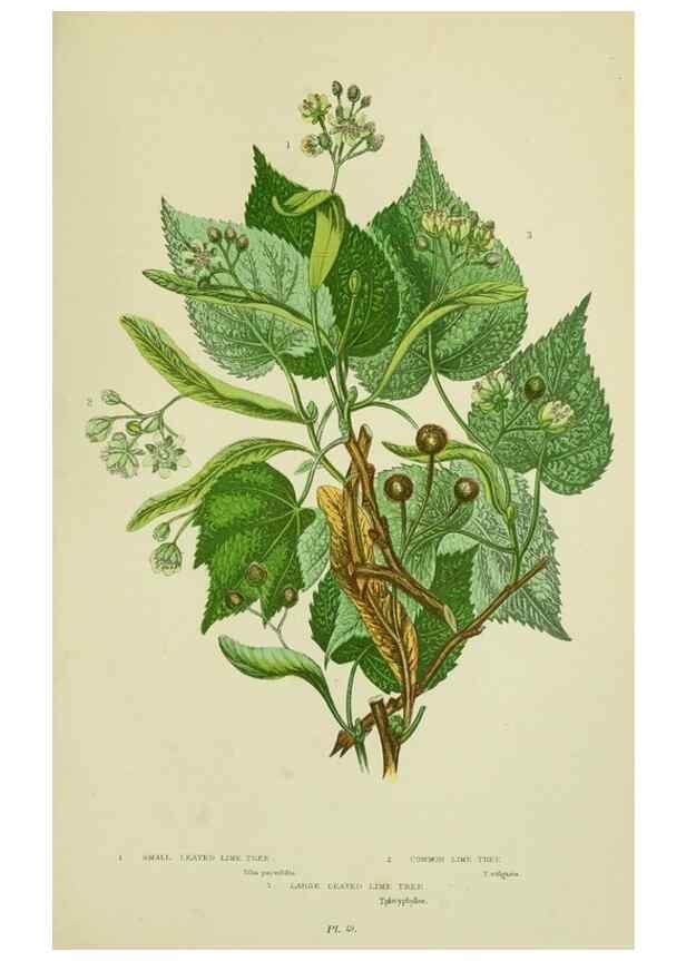 Reproducción/Reproduction 8513711622: The flowering plants, grasses, sedges, & ferns of Great Britain. London,F. Warne,1905.