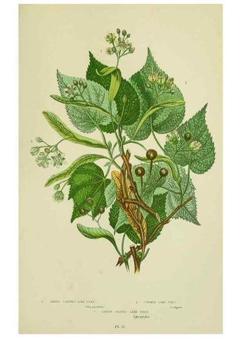 Reproducción/Reproduction 8513711622: The flowering plants, grasses, sedges, & ferns of Great Britain. London,F. Warne,1905.