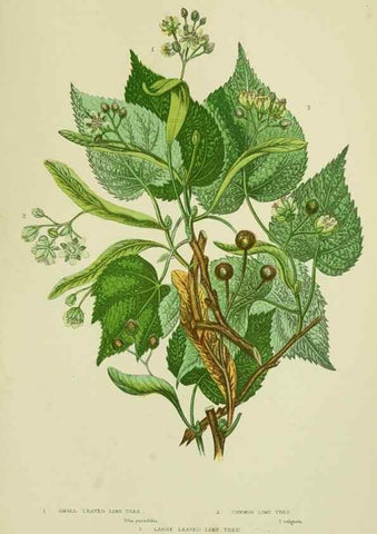 Reproducción/Reproduction 8513711622: The flowering plants, grasses, sedges, & ferns of Great Britain. London,F. Warne,1905.