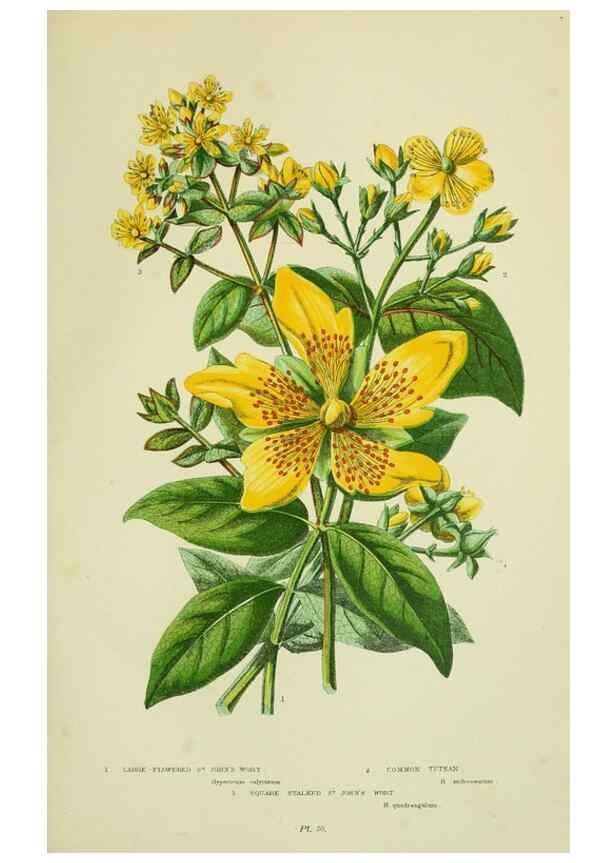 Reproducción/Reproduction 8513712538: The flowering plants, grasses, sedges, & ferns of Great Britain. London,F. Warne,1905.