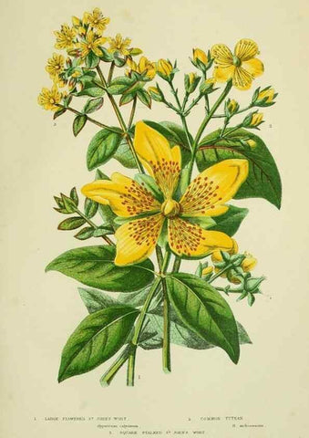 Reproducción/Reproduction 8513712538: The flowering plants, grasses, sedges, & ferns of Great Britain. London,F. Warne,1905.