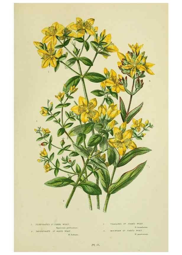 Reproducción/Reproduction 8512602587: The flowering plants, grasses, sedges, & ferns of Great Britain. London,F. Warne,1905.