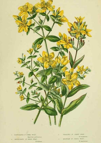 Reproducción/Reproduction 8512602587: The flowering plants, grasses, sedges, & ferns of Great Britain. London,F. Warne,1905.