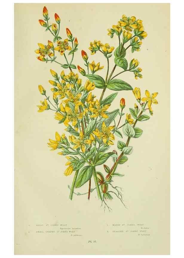 Reproducción/Reproduction 8513713704: The flowering plants, grasses, sedges, & ferns of Great Britain. London,F. Warne,1905.