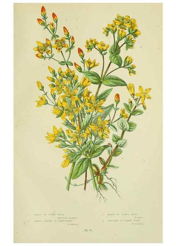 Reproducción/Reproduction 8513713704: The flowering plants, grasses, sedges, & ferns of Great Britain. London,F. Warne,1905.