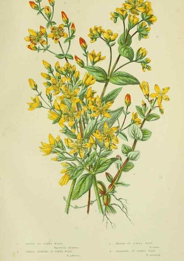 Reproducción/Reproduction 8513713704: The flowering plants, grasses, sedges, & ferns of Great Britain. London,F. Warne,1905.