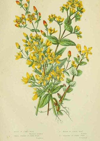 Reproducción/Reproduction 8513713704: The flowering plants, grasses, sedges, & ferns of Great Britain. London,F. Warne,1905.