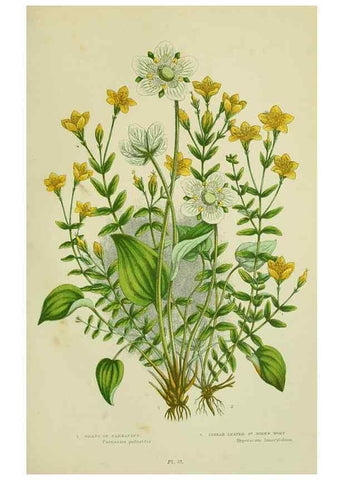 Reproducción/Reproduction 8513714536: The flowering plants, grasses, sedges, & ferns of Great Britain. London,F. Warne,1905.