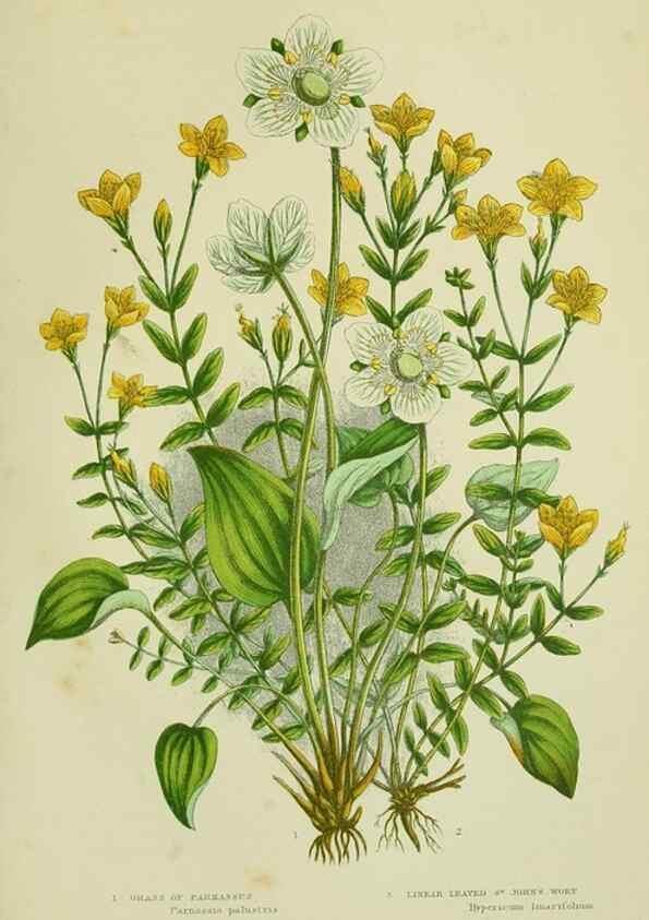 Reproducción/Reproduction 8513714536: The flowering plants, grasses, sedges, & ferns of Great Britain. London,F. Warne,1905.