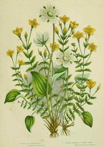 Reproducción/Reproduction 8513714536: The flowering plants, grasses, sedges, & ferns of Great Britain. London,F. Warne,1905.