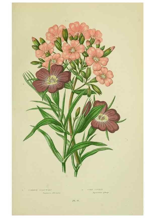 Reproducción/Reproduction 8512592603: The flowering plants, grasses, sedges, & ferns of Great Britain. London,F. Warne,1905.