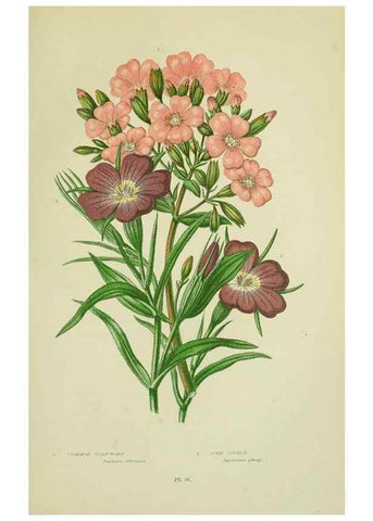 Reproducción/Reproduction 8512592603: The flowering plants, grasses, sedges, & ferns of Great Britain. London,F. Warne,1905.