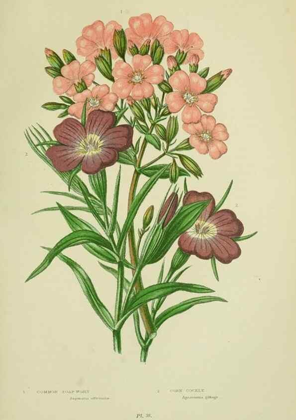 Reproducción/Reproduction 8512592603: The flowering plants, grasses, sedges, & ferns of Great Britain. London,F. Warne,1905.