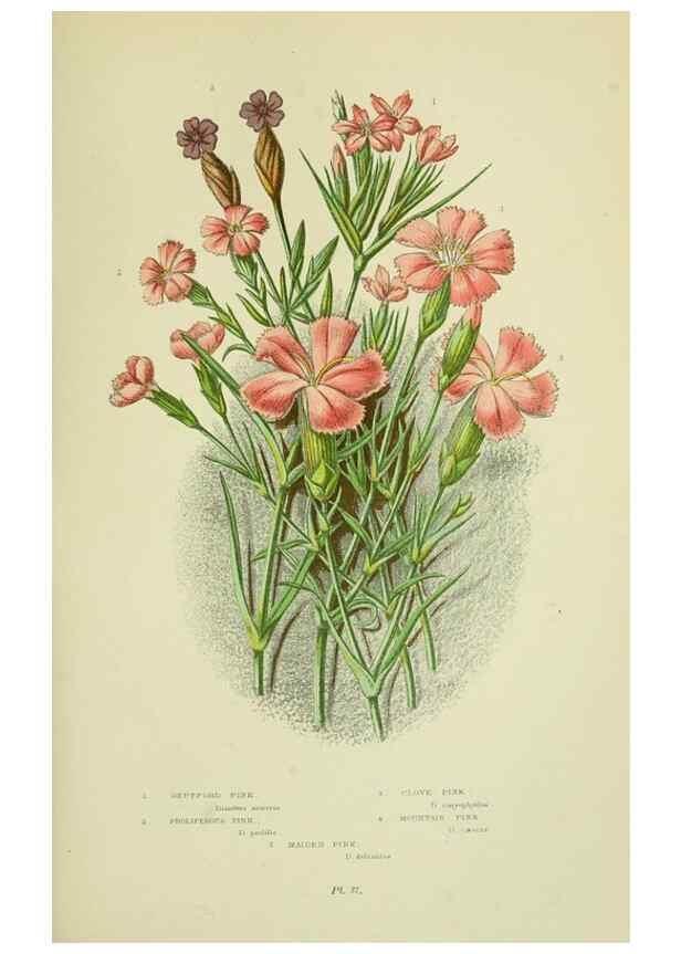 Reproducción/Reproduction 8513702564: The flowering plants, grasses, sedges, & ferns of Great Britain. London,F. Warne,1905.