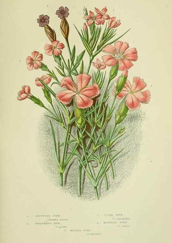 Reproducción/Reproduction 8513702564: The flowering plants, grasses, sedges, & ferns of Great Britain. London,F. Warne,1905.