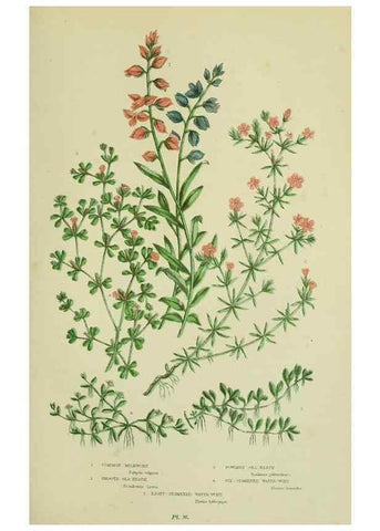 Reproducción/Reproduction 8513701968: The flowering plants, grasses, sedges, & ferns of Great Britain. London,F. Warne,1905.