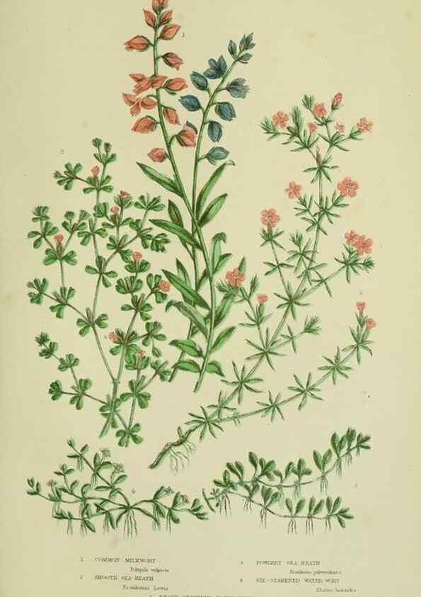Reproducción/Reproduction 8513701968: The flowering plants, grasses, sedges, & ferns of Great Britain. London,F. Warne,1905.