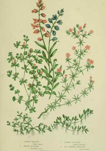 Reproducción/Reproduction 8513701968: The flowering plants, grasses, sedges, & ferns of Great Britain. London,F. Warne,1905.