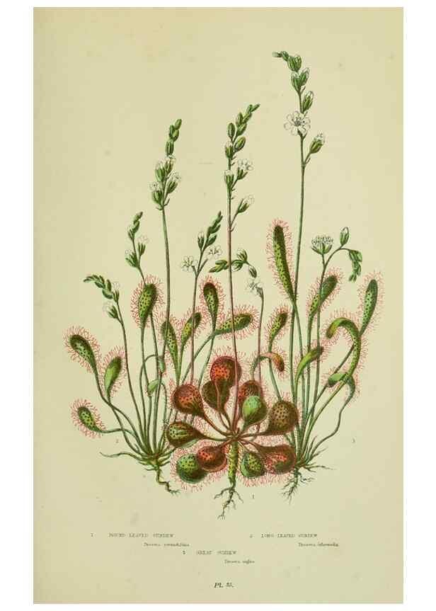 Reproducción/Reproduction 8513700888: The flowering plants, grasses, sedges, & ferns of Great Britain. London,F. Warne,1905.