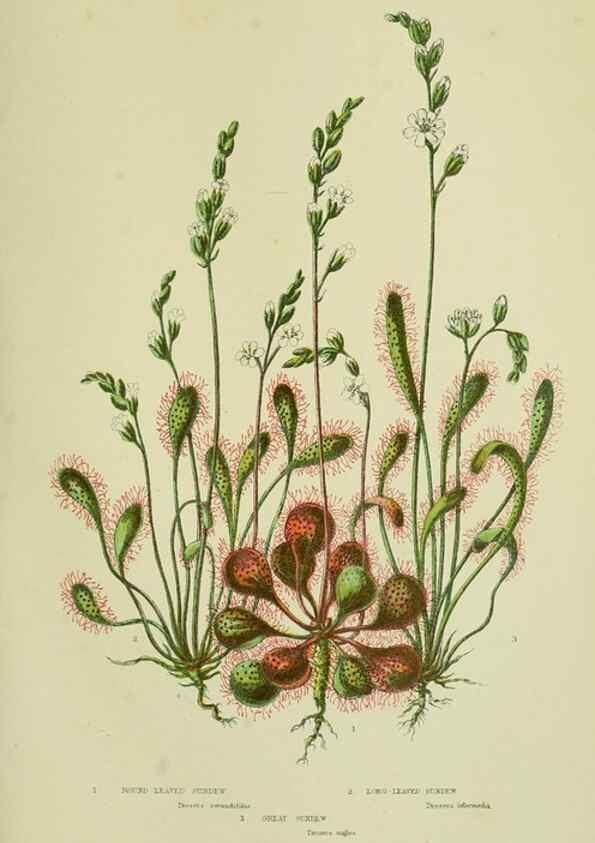 Reproducción/Reproduction 8513700888: The flowering plants, grasses, sedges, & ferns of Great Britain. London,F. Warne,1905.