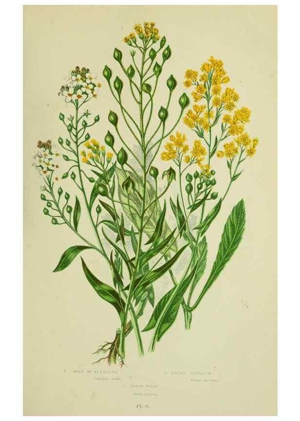 Reproducción/Reproduction 8512576927: The flowering plants, grasses, sedges, & ferns of Great Britain. London,F. Warne,1905.